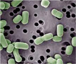 Бактерии находящиеся в вине под микроскопом