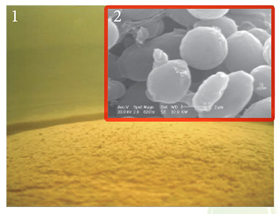 koncová mikrofiltrace - kvasinky pod mikroskopem