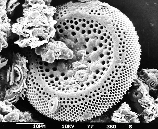 Pohled na křemelinu pod mikroskopem